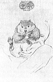 William Bell Scott - Vermeintliches Wombat in Rossettis Schoß, 1871