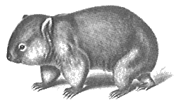 J. Gould - Das Wombat, aus: "Die Säugetiere Australiens", 1855