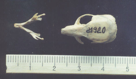Selevinia cranium dorsal